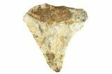 Bargain, Juvenile Fossil Megalodon Tooth From Angola - Unusual Location #258561-1